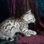 Egyptian Mau, Silver Male DOB 3-8-15