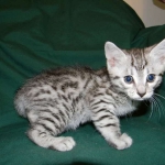 Egyptian Mau, Silver Male DOB 3-8-15