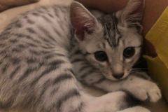 Osiris, Egyptian Mau Silver Male 2 DOB 4-3-19