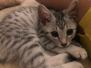 Osiris, Egyptian Mau Silver Male 2 DOB 4-3-19