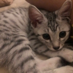 Osiris, Mau, silver , Male, DOB 4-3-19