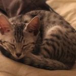 Osiris, Mau, silver , Male, DOB 4-3-19