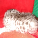 Mau, silver , Male, DOB 4-3-19