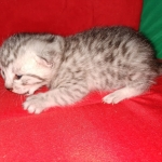 Mau, silver , Male, DOB 4-3-19