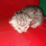 Mau, silver , Male, DOB 4-3-19