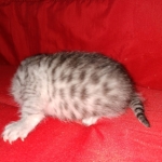 Mau, silver , Male, DOB 4-3-19