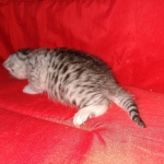 Mau, silver , Male, DOB 4-3-19