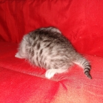 Mau, silver , Male, DOB 4-3-19