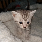 Mau, silver , Male, DOB 4-3-19