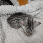 Mau, silver , Male, DOB 4-3-19