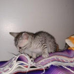 Mau, silver , Male, DOB 4-3-19