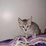 Mau, silver , Male, DOB 4-3-19