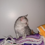 Mau, silver , Male, DOB 4-3-19