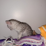 Mau, silver , Male, DOB 4-3-19