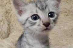 Egyptian Mau Silver Male #2 DOB 4-7-21