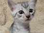 Egyptian Mau Silver Male #2 DOB 4-7-21