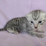 Egyptian Mau silver male