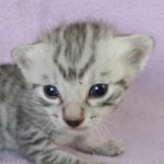 Egyptian Mau silver male