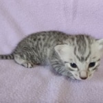 Egyptian Mau silver male