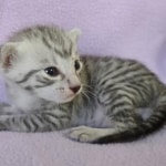 Egyptian Mau silver male