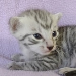 Egyptian Mau silver male