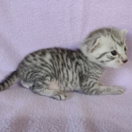 Egyptian Mau silver male