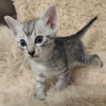 Egyptian Mau silver male