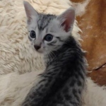 Egyptian Mau silver male