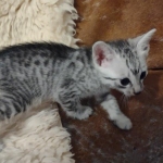 Egyptian Mau silver male