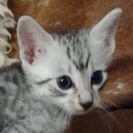 Egyptian Mau silver male