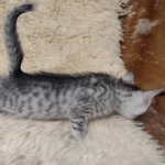 Egyptian Mau silver male