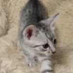 Egyptian Mau silver male