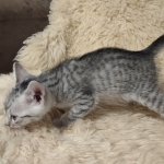 Egyptian Mau silver male