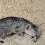 Egyptian Mau silver male