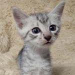 Egyptian Mau silver male