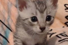 Babu Egyptian Mau Silver Male #2 DOB 5/4/24