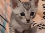 Babu Egyptian Mau Silver Male #2 DOB 5/4/24