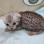 Mau silver male DOB 5-4-24