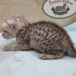 Mau silver male DOB 5-4-24