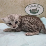 Mau silver male DOB 5-4-24