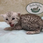 Mau silver male DOB 5-4-24