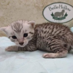 Mau silver male DOB 5-4-24