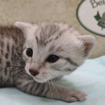 Mau silver male DOB 5-4-24