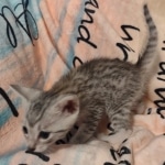 Mau silver male DOB 5-4-24