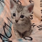 Mau silver male DOB 5-4-24