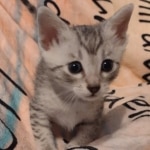 Mau silver male DOB 5-4-24