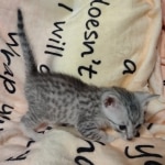 Mau silver male DOB 5-4-24