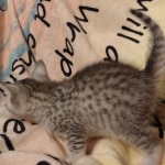 Mau silver male DOB 5-4-24