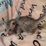 Mau silver male DOB 5-4-24