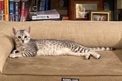 Ziggy Egyptian Mau silver Male #2 DOB 6/29/20